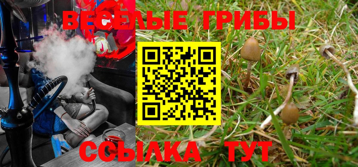 Галлюциногенные грибы Psilocybine cubensis Богородск